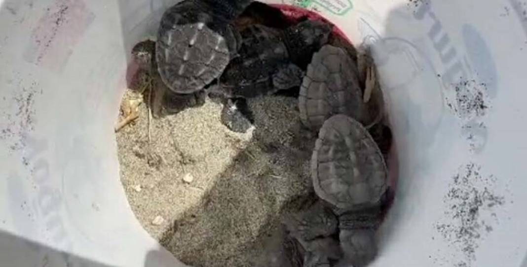 İhbar üzerine deniz kıyısına gittiler: Karşılaştıkları manzara şoke etti! Uzmanlar, o ilçede 9 gün boyunca araştırma yaptı 23